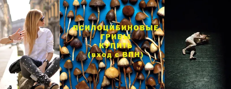 наркошоп  Буй  Псилоцибиновые грибы Psilocybine cubensis 